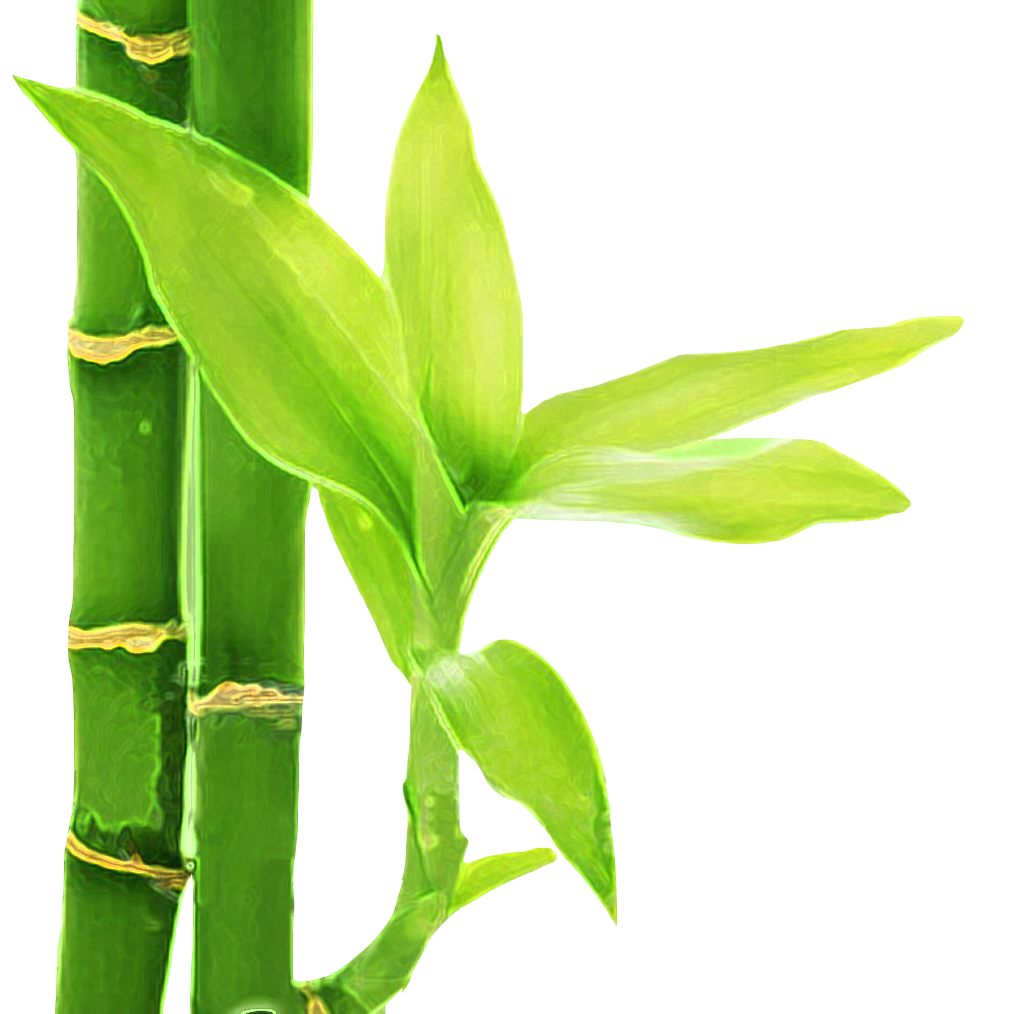 Flor de Bambu