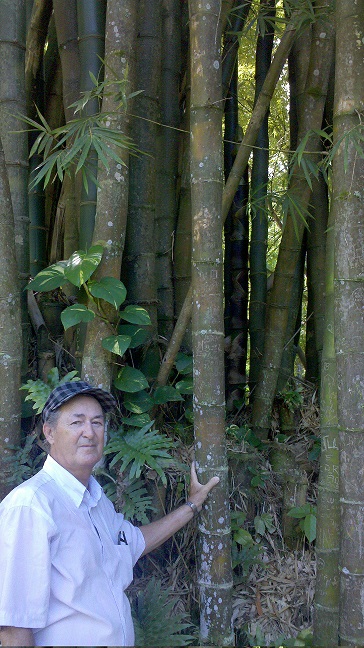 Izidoro com bambu gigante